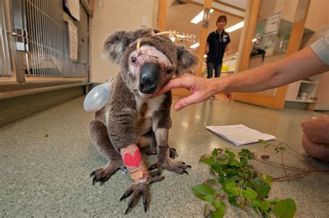 Racing the Rescue Koalas