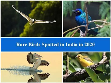 List of Rare Birds Spotted in India in 2020