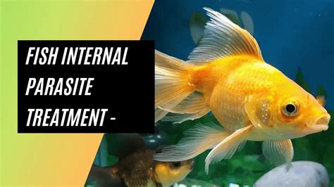 How to Treat Internal Parasites In Your Fish – Aquarium Advice South Africa