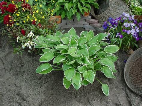 Hosta Carol | Verschoor Horticulture