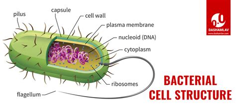 Bacteria Cell Structure