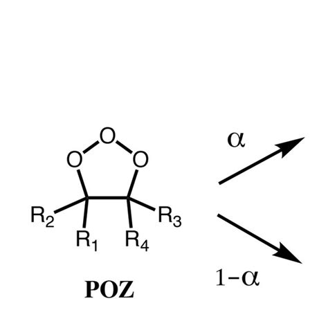 First step of alkene ozonolysis. A primary ozonide (POZ) is formed ...