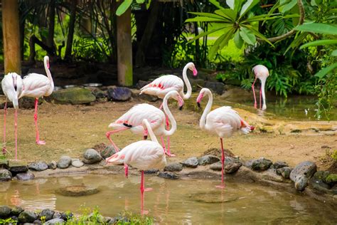 Bali Bird Park - Johnnie's Tours