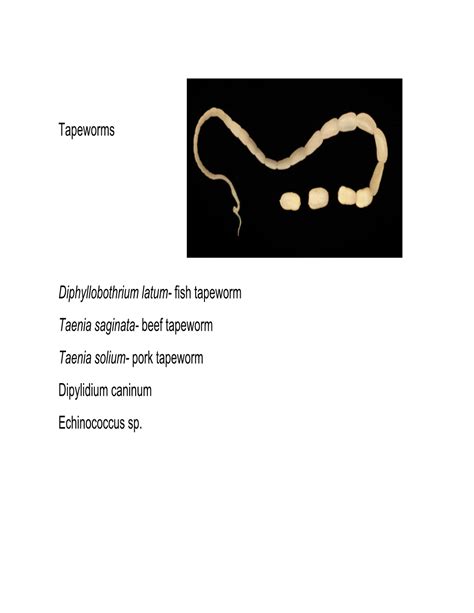 Tapeworms Diphyllobothrium Latum Fish Tapeworm Taenia Saginata Docslib