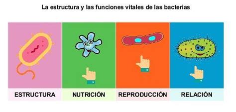 Funciones De Nutricion Relacion Y Reproduccion Celular Dinami