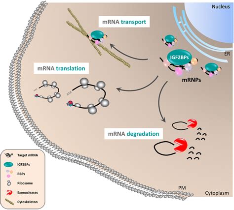 Insulin Like Growth Factor 2 Mrna Binding Proteins Igf2bps Post