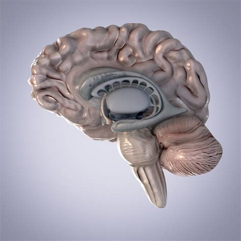 Brain Anatomy Cerebellum D Model