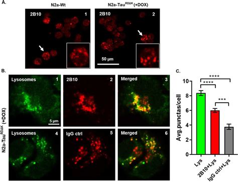 Uptake And Lysosomal Localization Of Antibodies In N2a Cells A Uptake Download Scientific