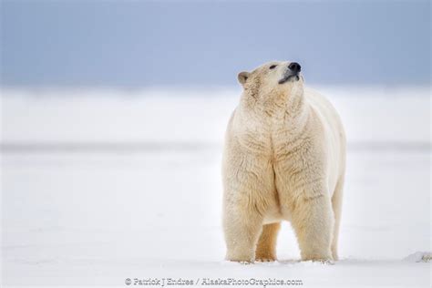 Alaskaphotographics Female Polar Bear