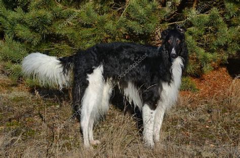 Russian wolfhound dog — Stock Photo © eAlisa #72146847