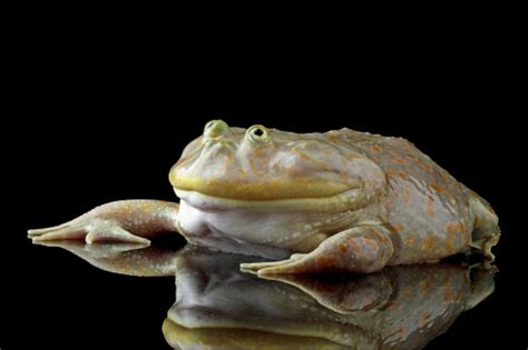 Freddy Krueger Frogs Lepidobatrachus Laevis Stock Photo Download