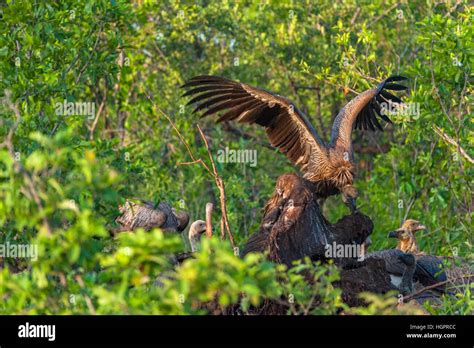 White backed Vulture Africa feeding carcass eat Stock Photo - Alamy