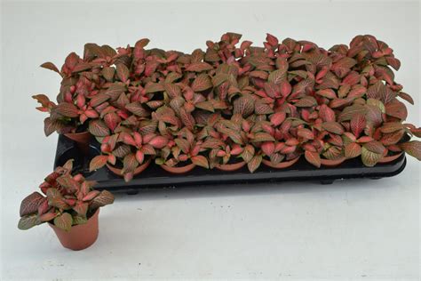 Fittonia Verschaffeltii Red Star Plant Wholesale Floraccess