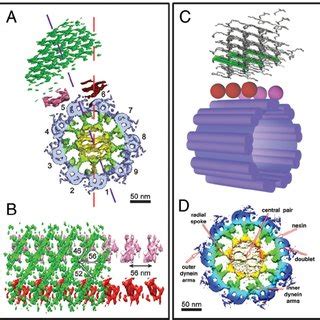 T Brucei Flagellum Components A Flagellum Cross Section The