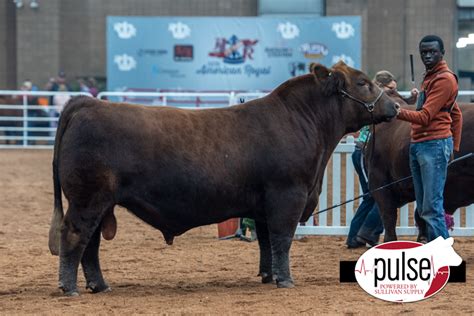 American Royal | Red Angus Bulls | The Pulse