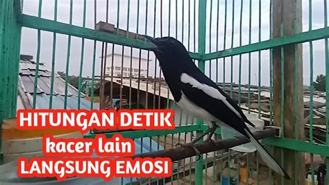 Kacer Gacor Ngeplong Di Pagi Hari Bikin Kacer Lain Emosi Ikut Bunyi