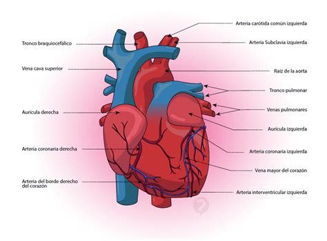 Conoce los tipos de arterias del cuerpo humano y más