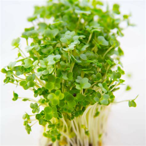 Salad Cress – GWPrice Ltd