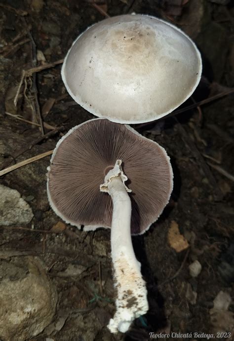 Field And Button Mushrooms From Yopal Casanare Colombia On August 19