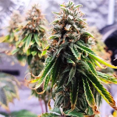 Ethos Genetics Crescendo Rbx Grow Diary Journal Week By