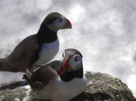 Puffin Express From Reykjavik