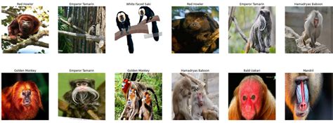 GitHub - DeepNets-US/Monkey-Species-Detector