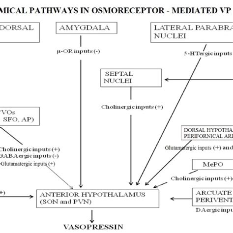 Pdf Synaptic Inputs Of Neural Afferent Pathways To Vasopressin And