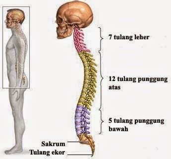 Tulang Ekor Sakit Saat Duduk – newstempo