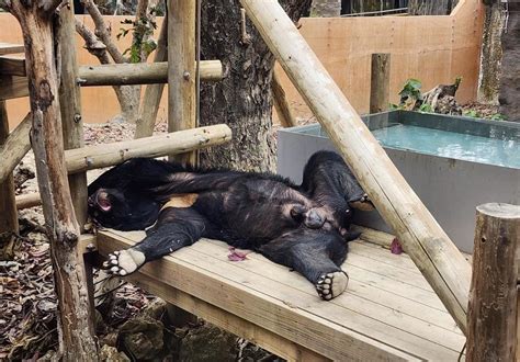 壽山動物園「鬧罷工」全員躺地變醉漢？黑熊波比「軟爛睡姿」曝：補班的我 民視運動網