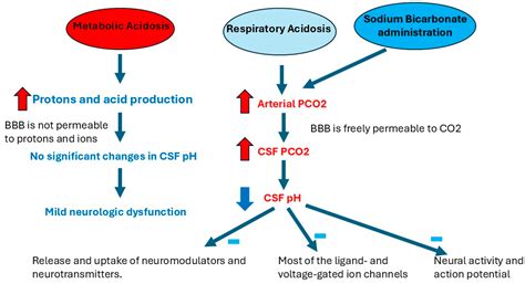 Metabolic Acidosis PT 1: Acid Base Disorders Flashcards | Quizlet