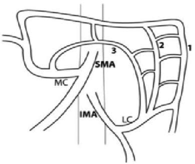 Collateral Blood Supply Between The Superior Mesenteric Artery And