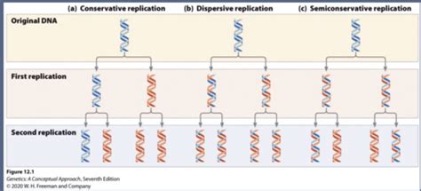 Ch12 Dna Replication And Recombination Flashcards Quizlet