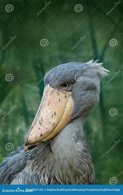 Shoebill Balaeniceps Rex Hidden In The Green Vegetation Portrait Of