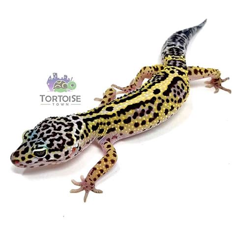 Leopard Gecko Lizards For Sale