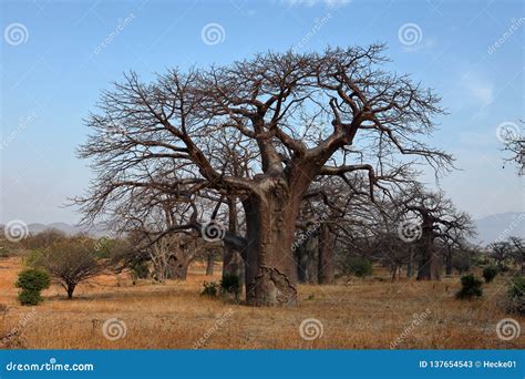 Baobab trees in Africa stock image. Image of monkey - 137654543