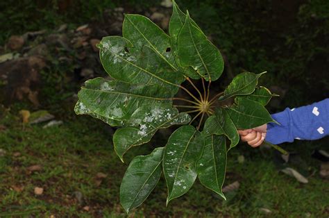 Heptapleurum Panayense Araliaceae Image At Phytoimages Siu Edu