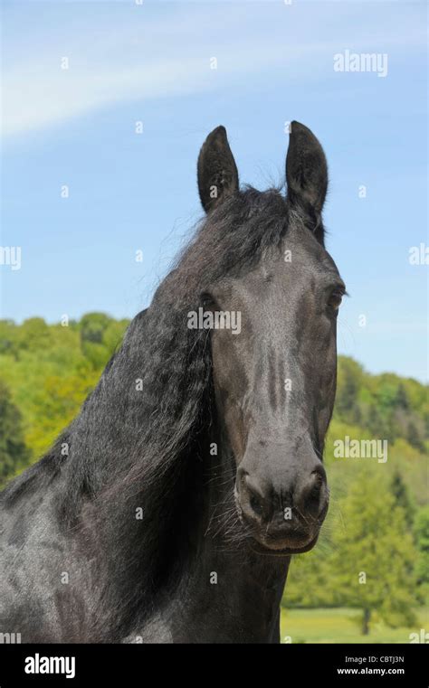Friesian Horse Face