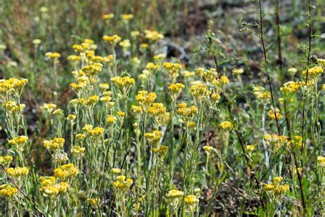 Helichrysum Arenarium Dwarf Everlast Immortelle Yellow Flowers Stock