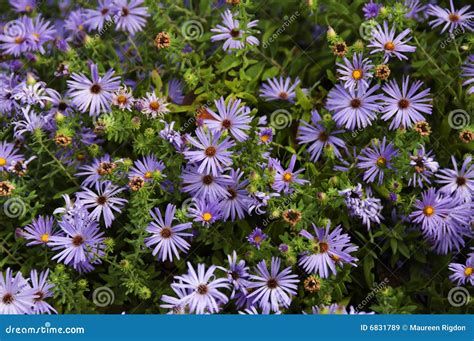 Garden of Blue Asters stock image. Image of coloured, background - 6831789