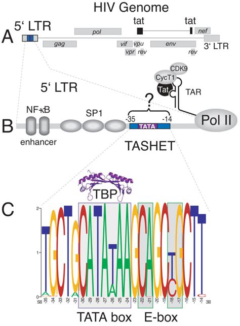 Natural Sequence Variation Of The Hiv Core Promoter A The Hiv Genome