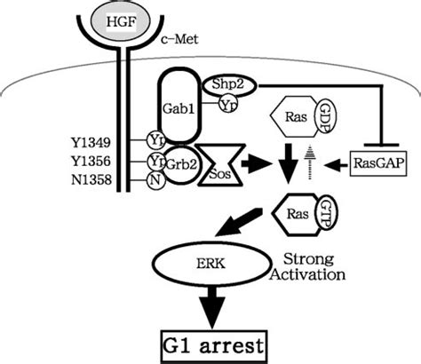 Proposed Model For The Role Of Grb And Gab In Hgf Induced Strong