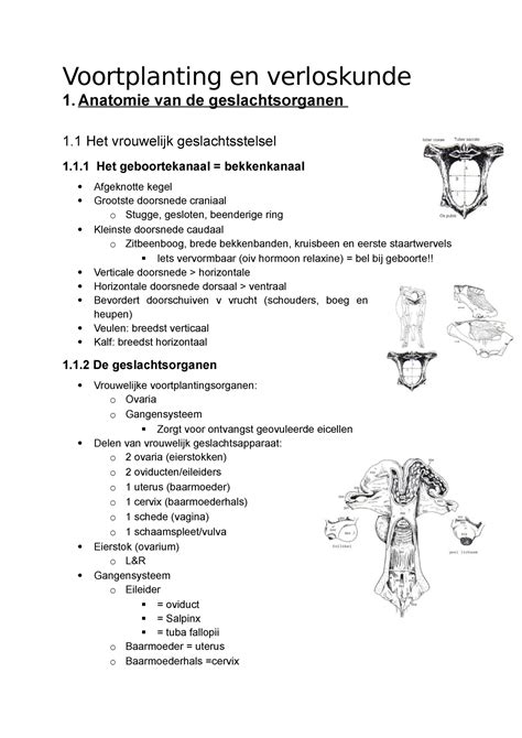 Samenvatting Voortplanting En Verloskunde Alle Hoofdstukken