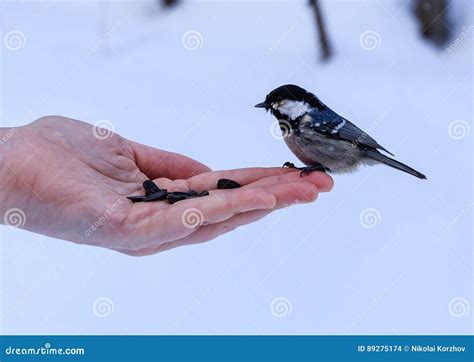 Hand Feeding a Black-capped Chickadee Sunflower Seeds Stock Photo - Image of sunflower, cold ...