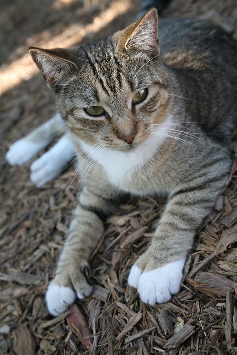 6 Toed Cat 6 Toed Cat At The Hemingway House In Key West Flickr