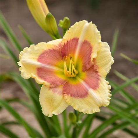 10 Longest Blooming Perennials | The Family Handyman