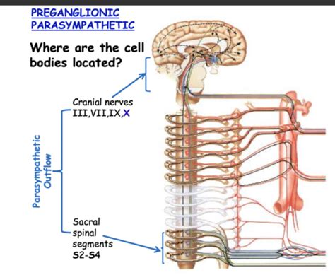 Autonomic Ns Flashcards Quizlet