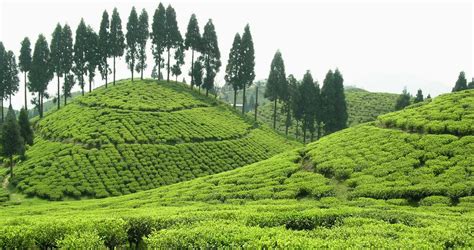 Best Luxury Tea Estate In India Ging Tea House