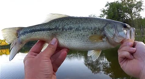 Gulp Minnow Vs Gulp Worm Beginner Friendly Baits For Bank Fishing Huge