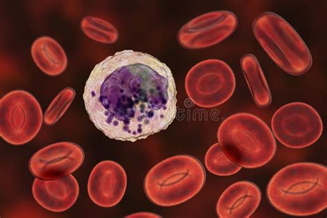 Basophil A White Blood Cell Stock Illustration Illustration Of