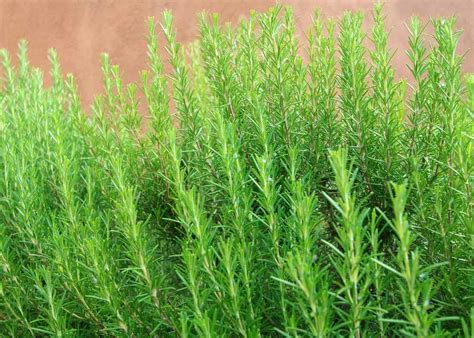 Rosemary hedge ???? ???? Creating aromatic borders for your garden